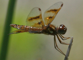 Eastern Amberwing